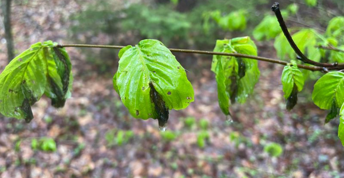 This Tree Disease Is Moving Through Ohio — Signs Homeowners Should Notice
