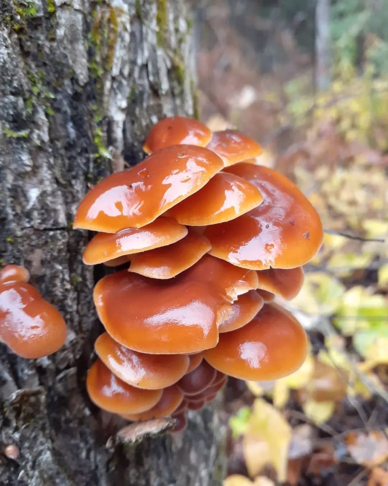 Shady Yards Provide Ideal Fungal Habitat