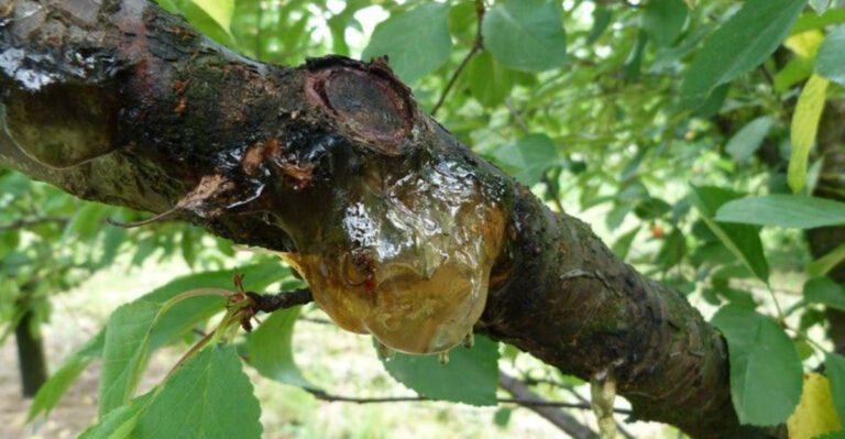 This Winter Disease Is Quietly Spreading Through Western Oregon Landscapes