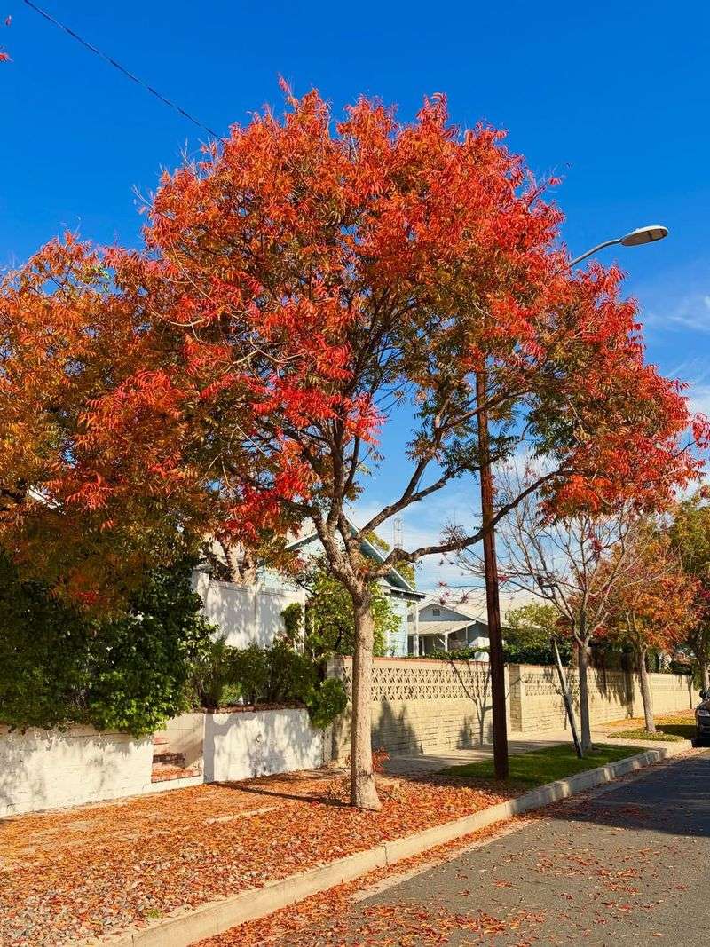 Chinese Elm (Lacebark Elm)