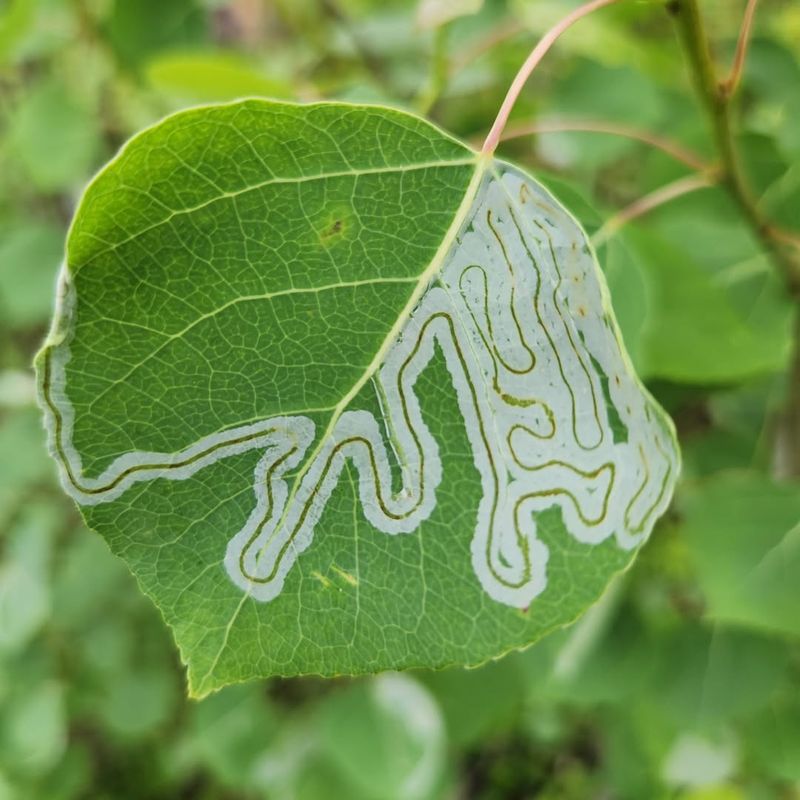 Leaf Miners