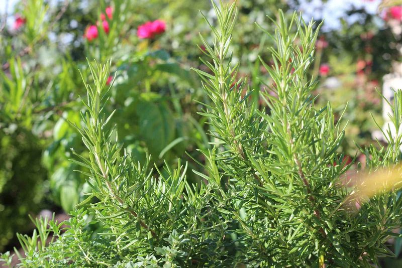 Creates A Welcoming Scent For Guests