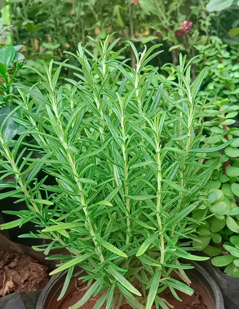 Provides Fresh Herbs For Cooking