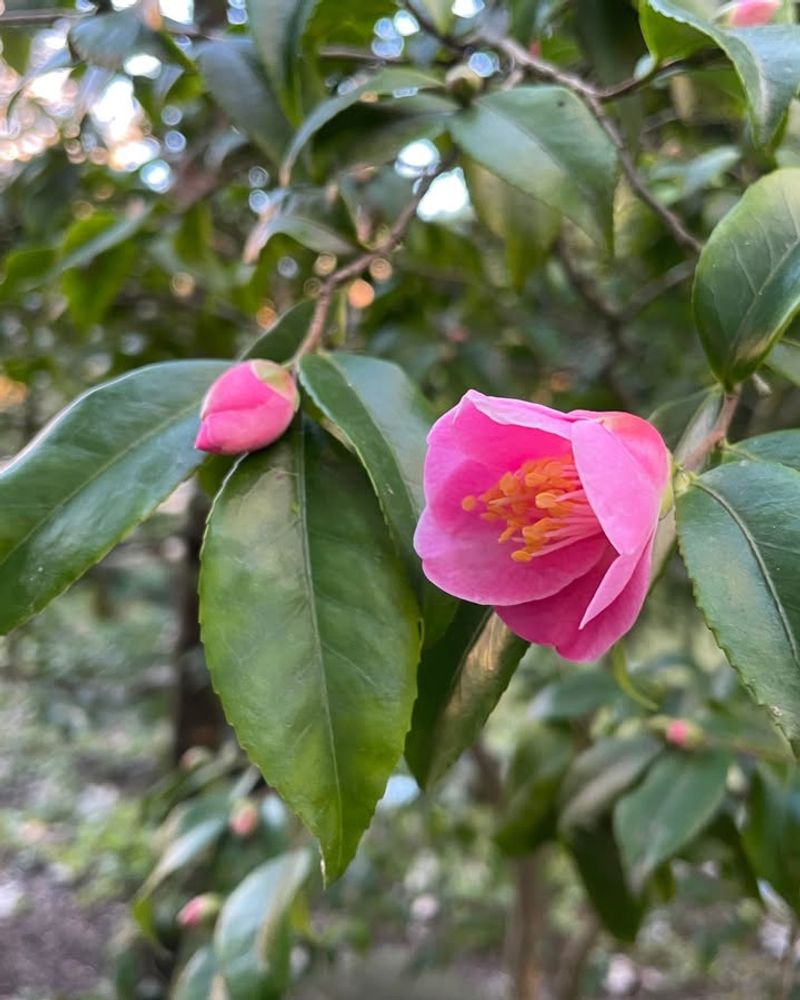 Requires Minimal Water Once Established