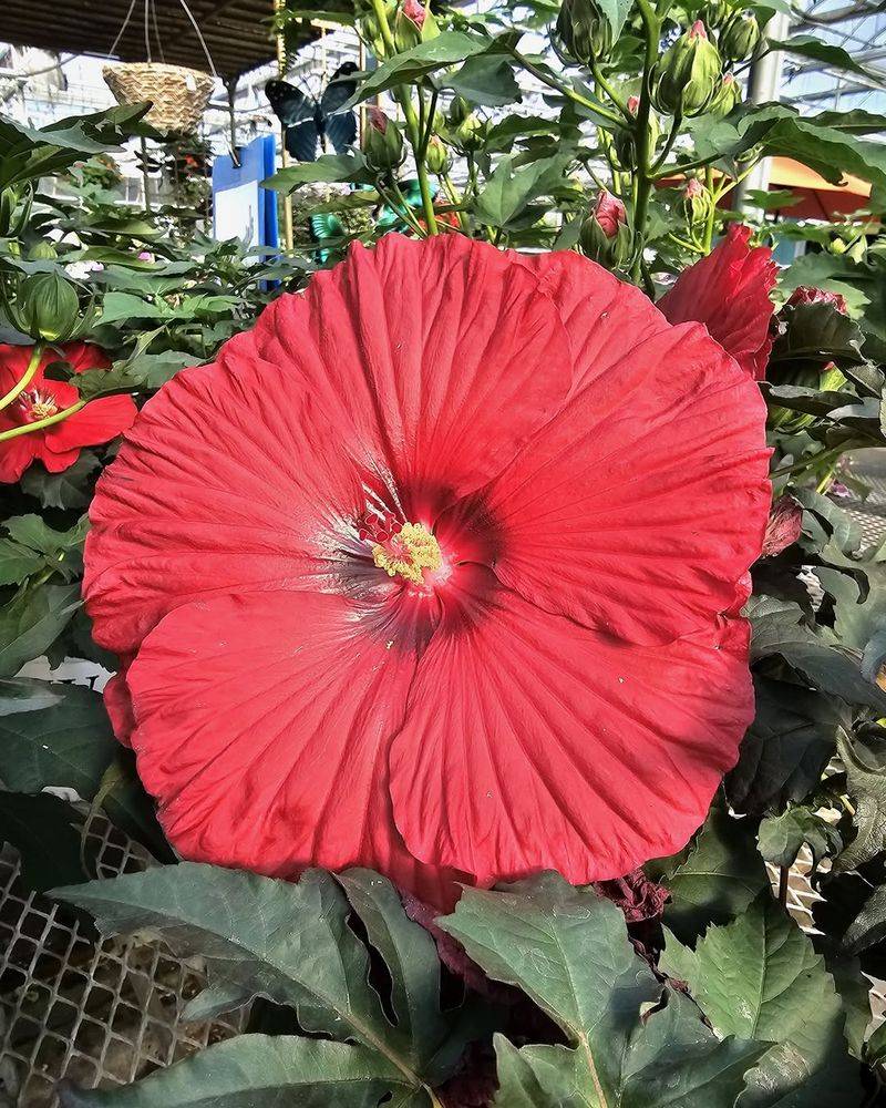Hibiscus Delivers Big Tropical Flowers Fast