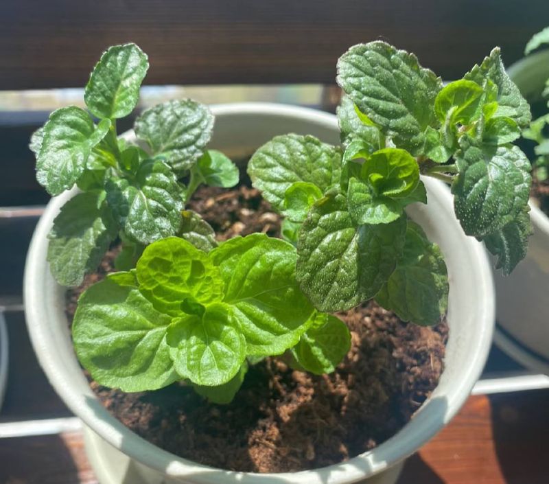 Mint (Grown In Containers)