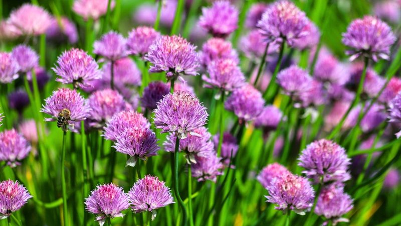 Chives Help Shield Vegetables From Common Garden Invaders