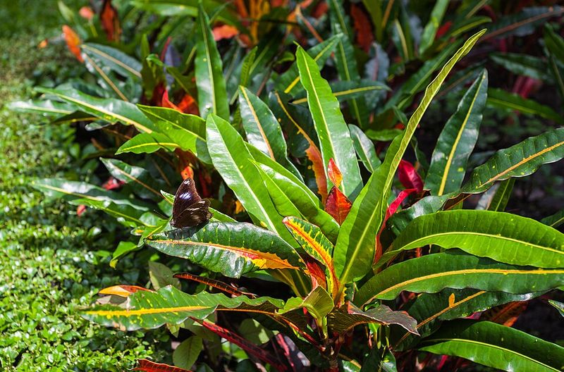 Croton (Codiaeum variegatum)