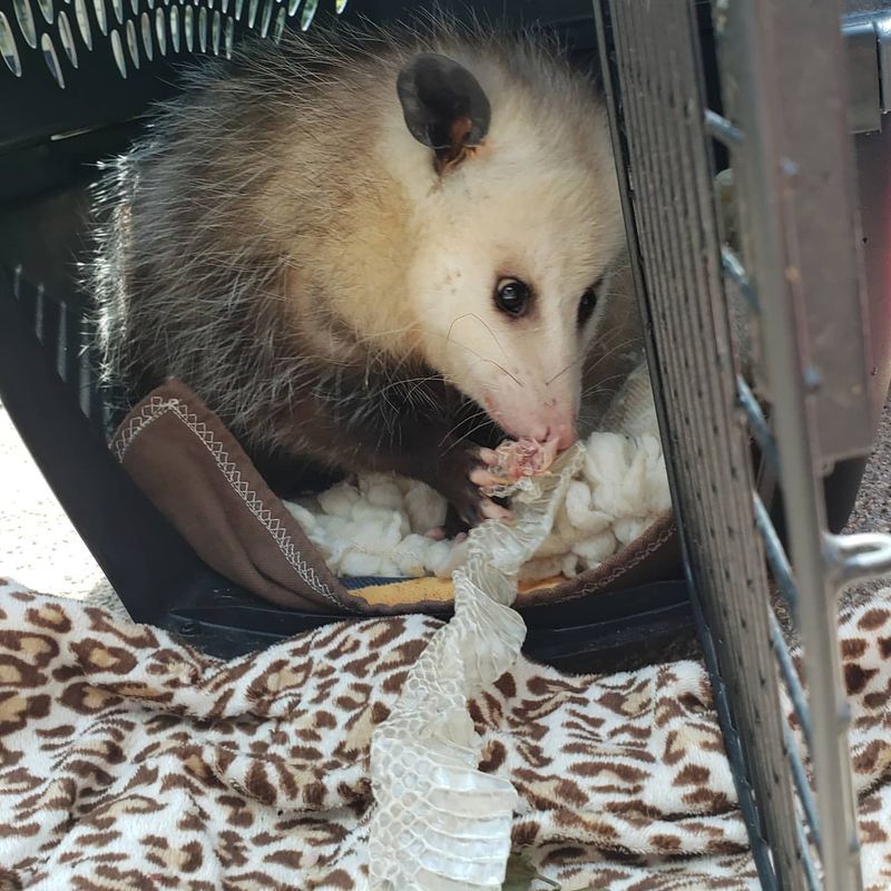 Snake Population Controllers