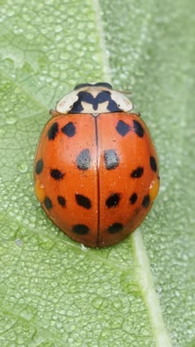 Asian Lady Beetles