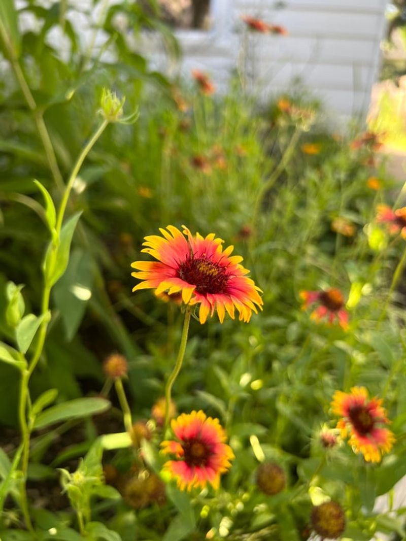 Blanketflower Is The Heat-Proof Wildflower That Blooms When Everything Else Gives Up