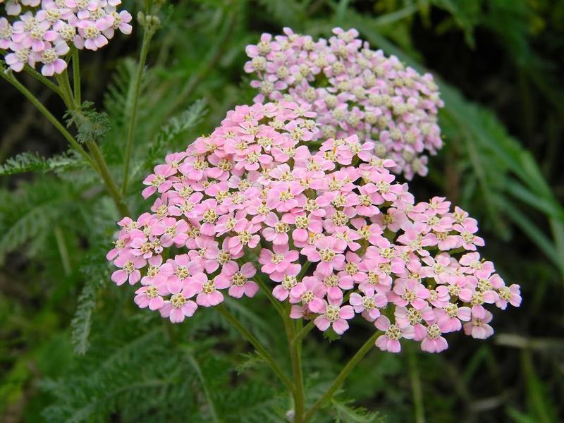 Yarrow Combines Toughness With Cottage Garden Beauty