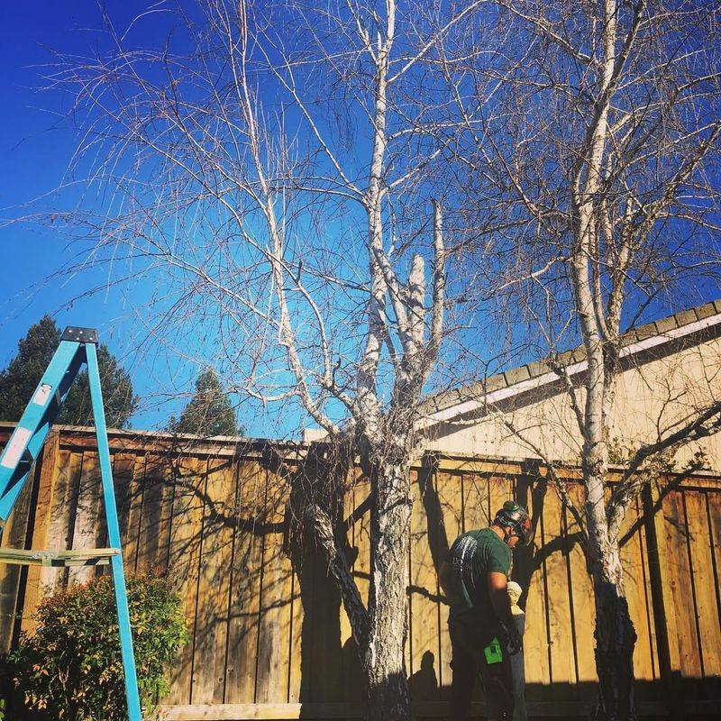 Clean Up Birches With Winter Cuts