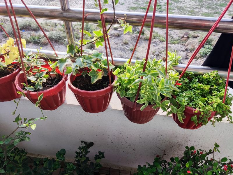 Hanging Basket Gardens