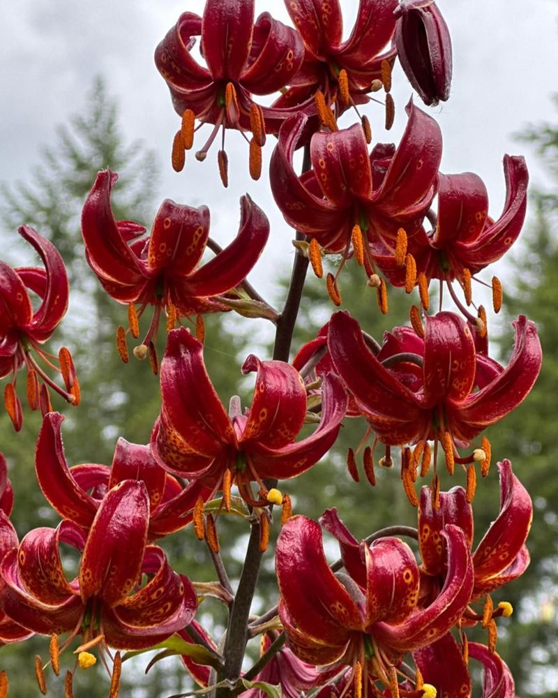 Martagon Lilies