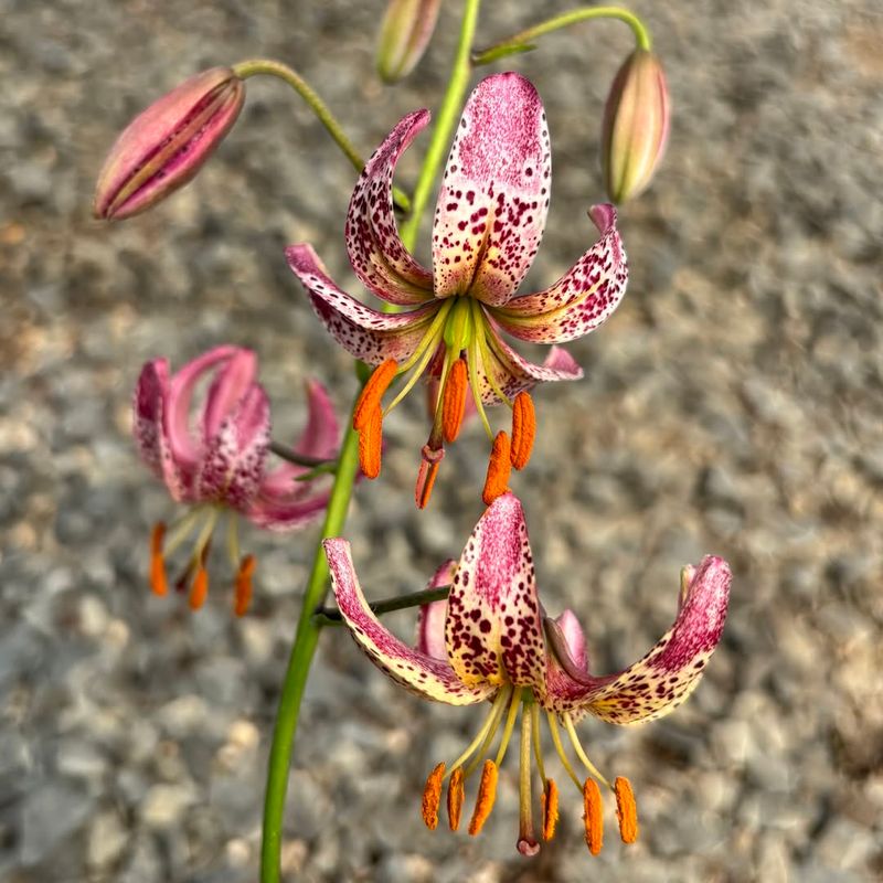 Martagon Lilies