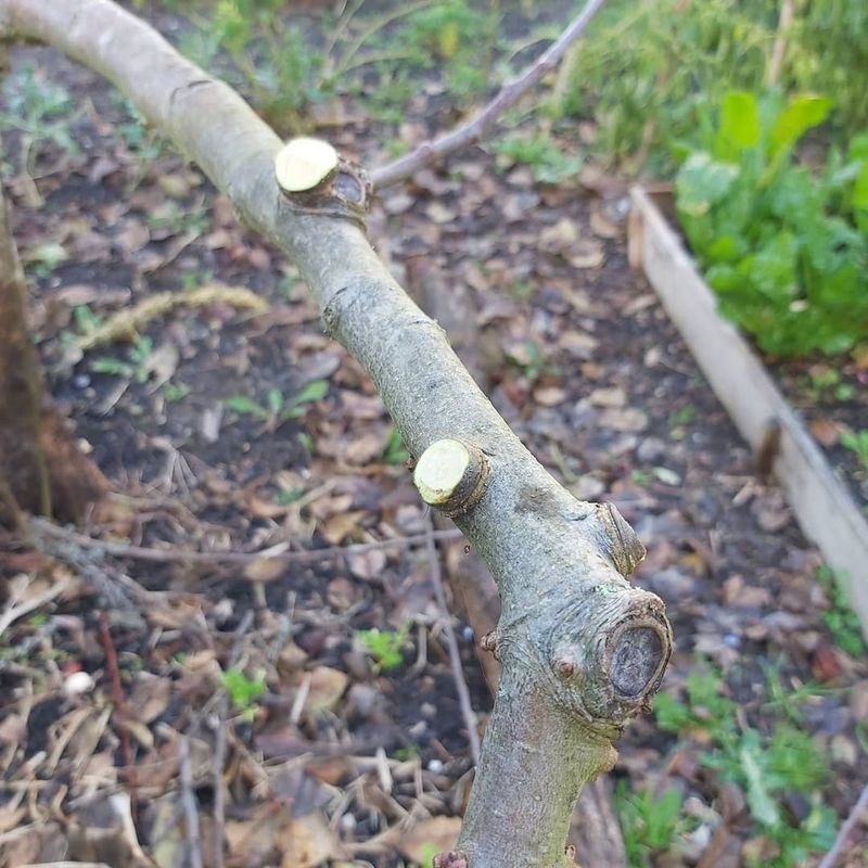 Pruning Fruit Trees And Flowering Shrubs Too Early