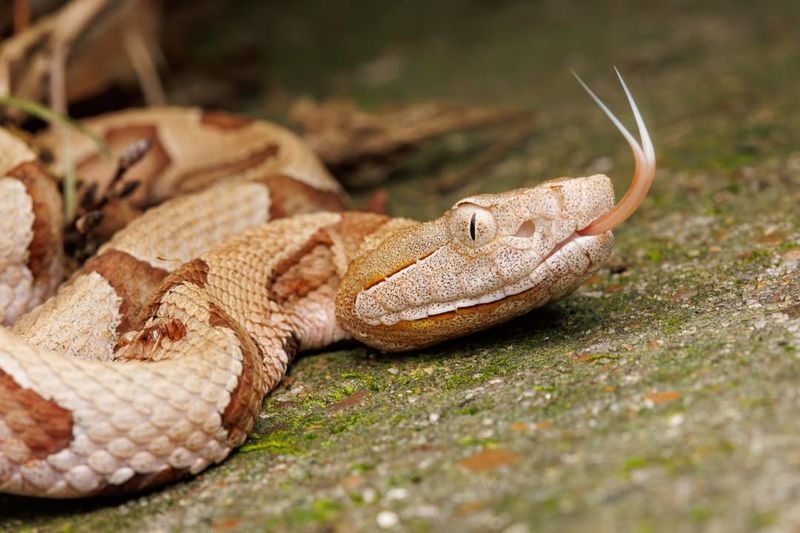 Northern Copperhead