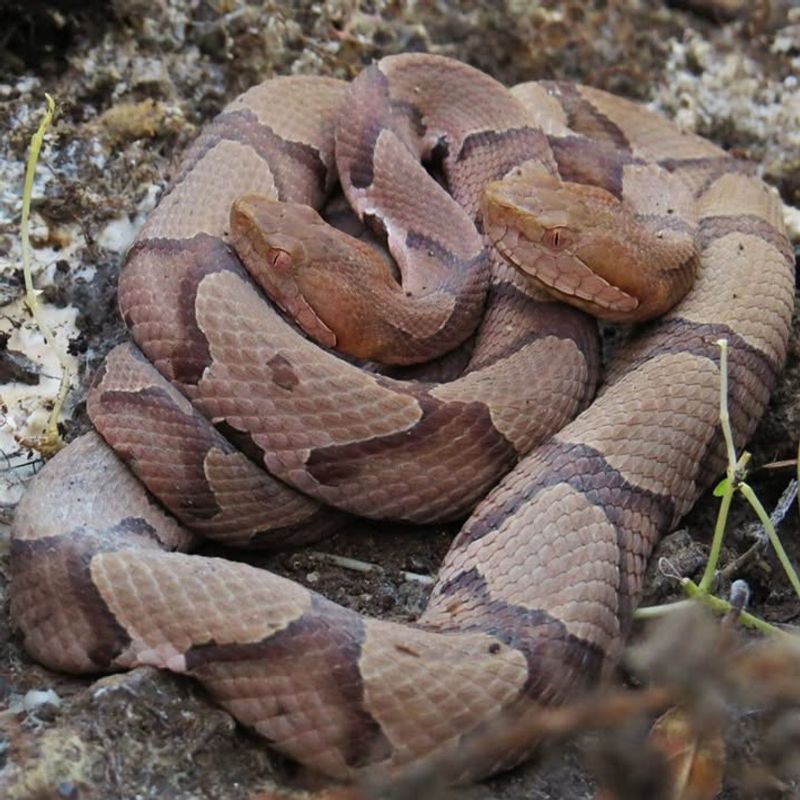 Copperhead Snake