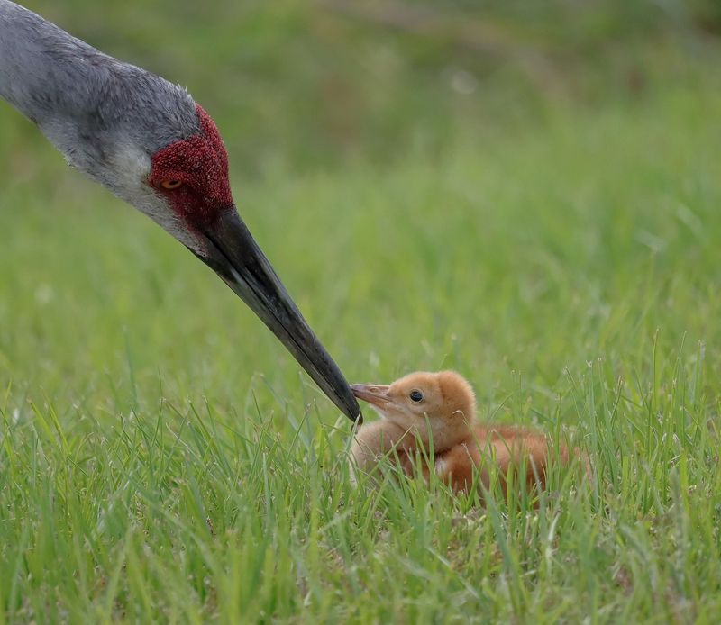 Sandhill Cranes