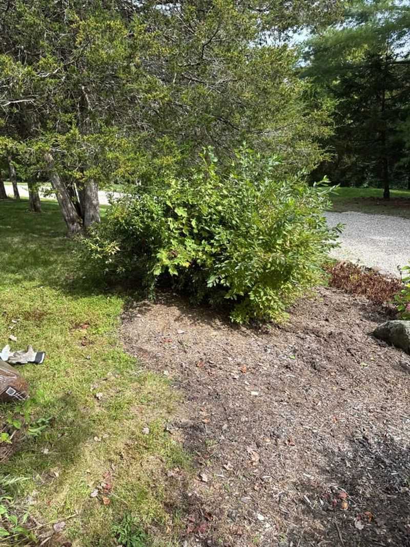 Remove Weak Or Crowded Growth First