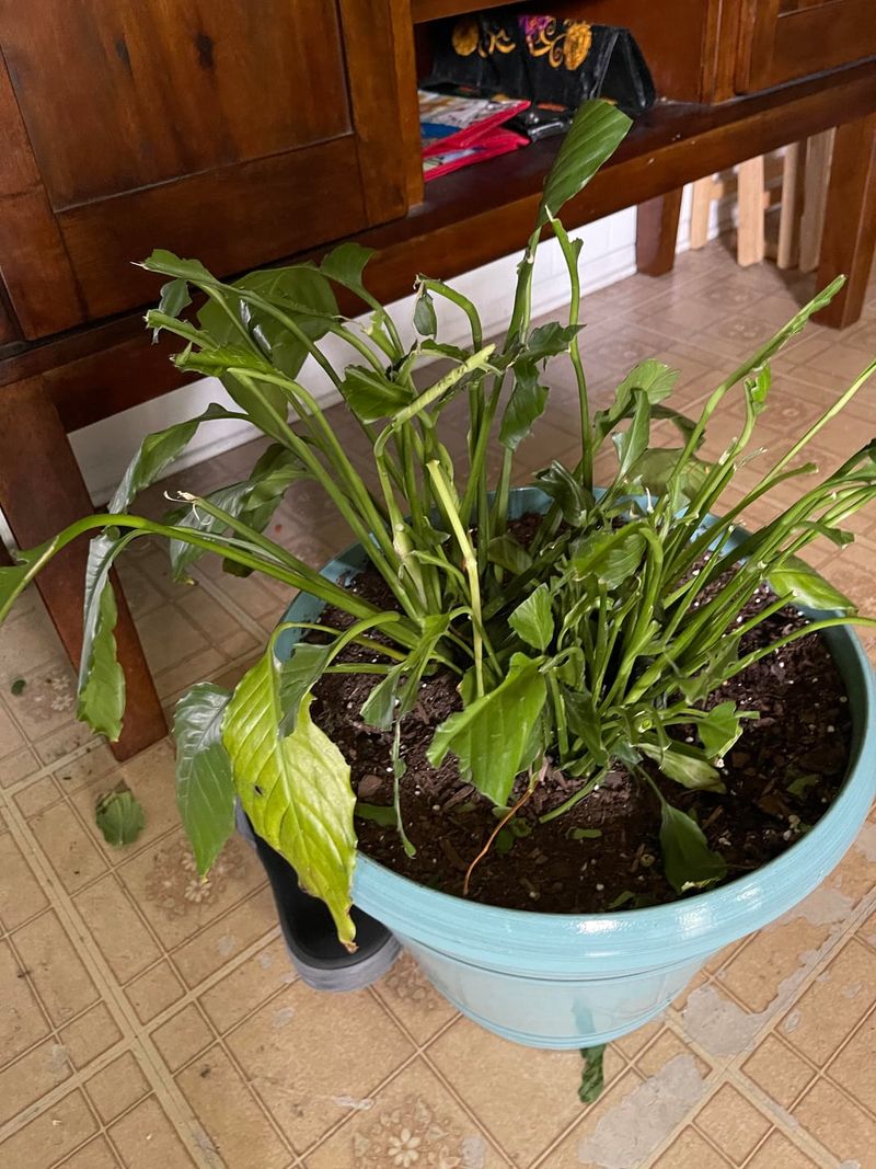 Try Not To Over Prune