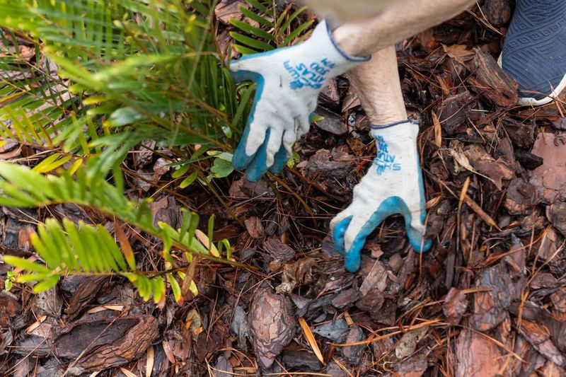 Keep Mulch Away From Plant Stems And Trunks