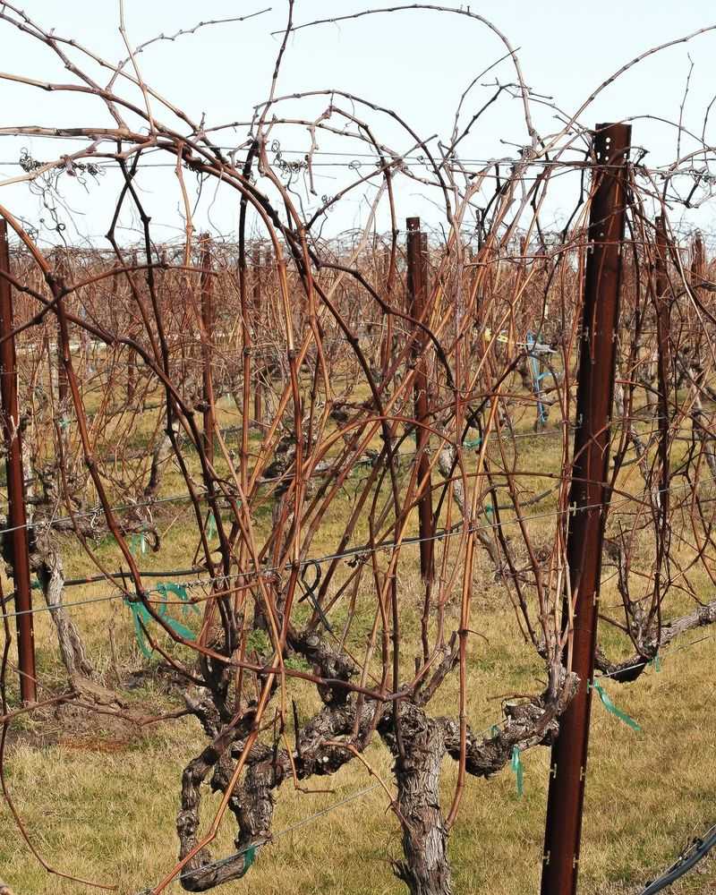 Boosting Fruit Production