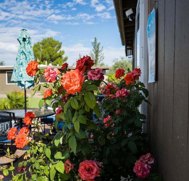 Fertilization Programs Adapted to Desert Roses