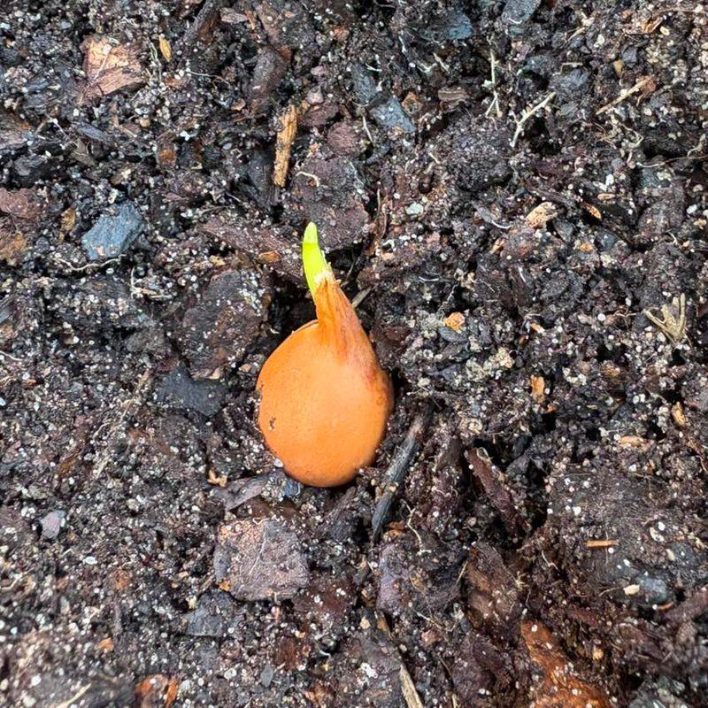 Improving Soil Drainage For Bulb Health