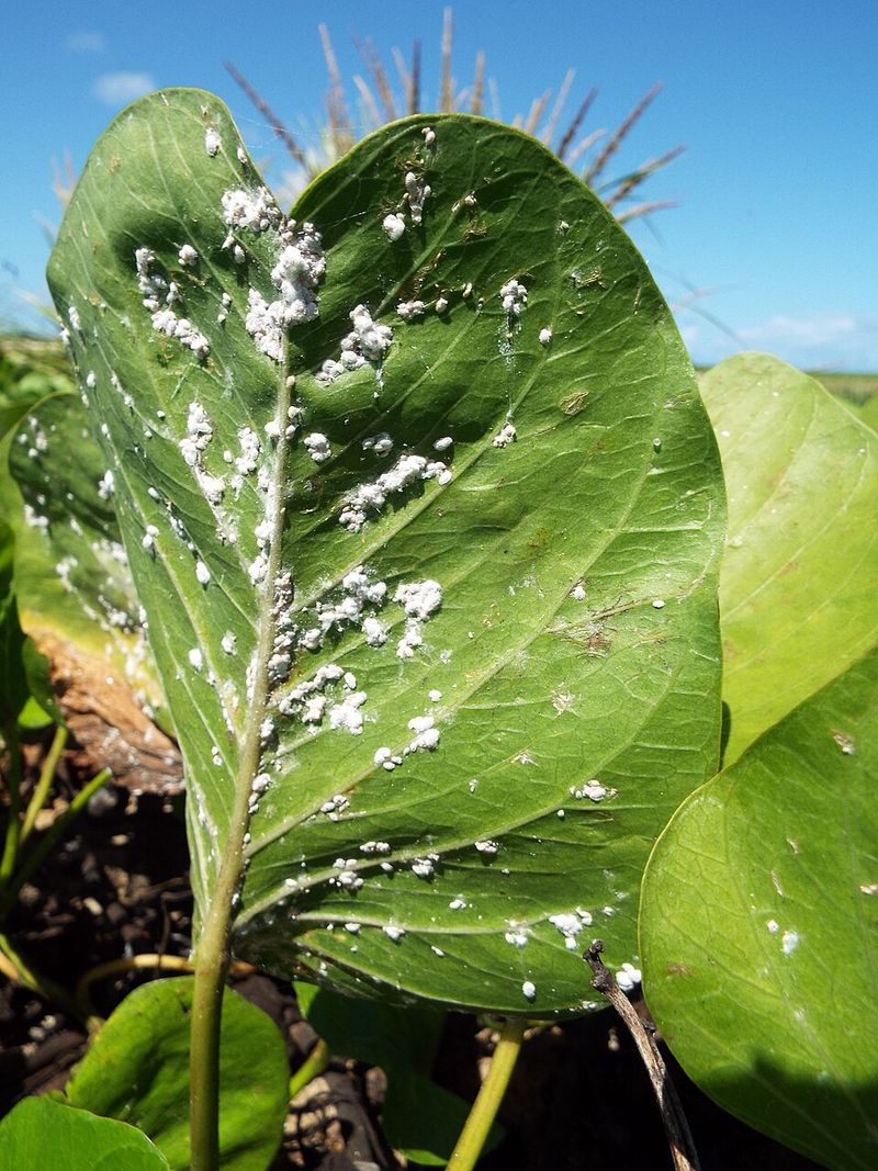 White Or Cottony Buildup On Stems