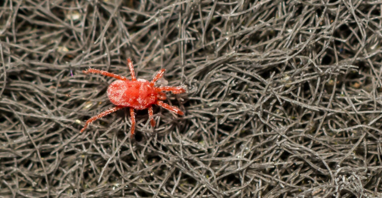 bug (featured image)