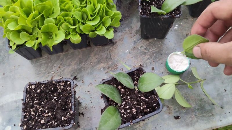 Leaf Node Propagation