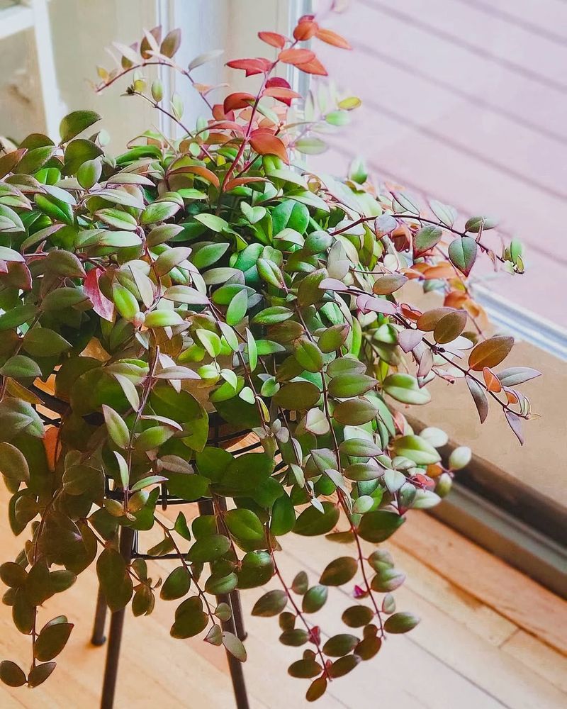 Layering On The Parent Plant