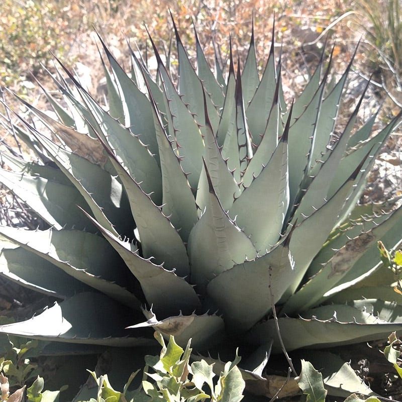 Choose The Right Agave Species For Your Specific Zone