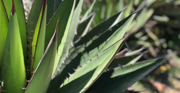 agave