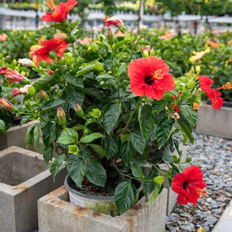 Potted Hibiscus (Full Sun Patio Or Yard Edge)