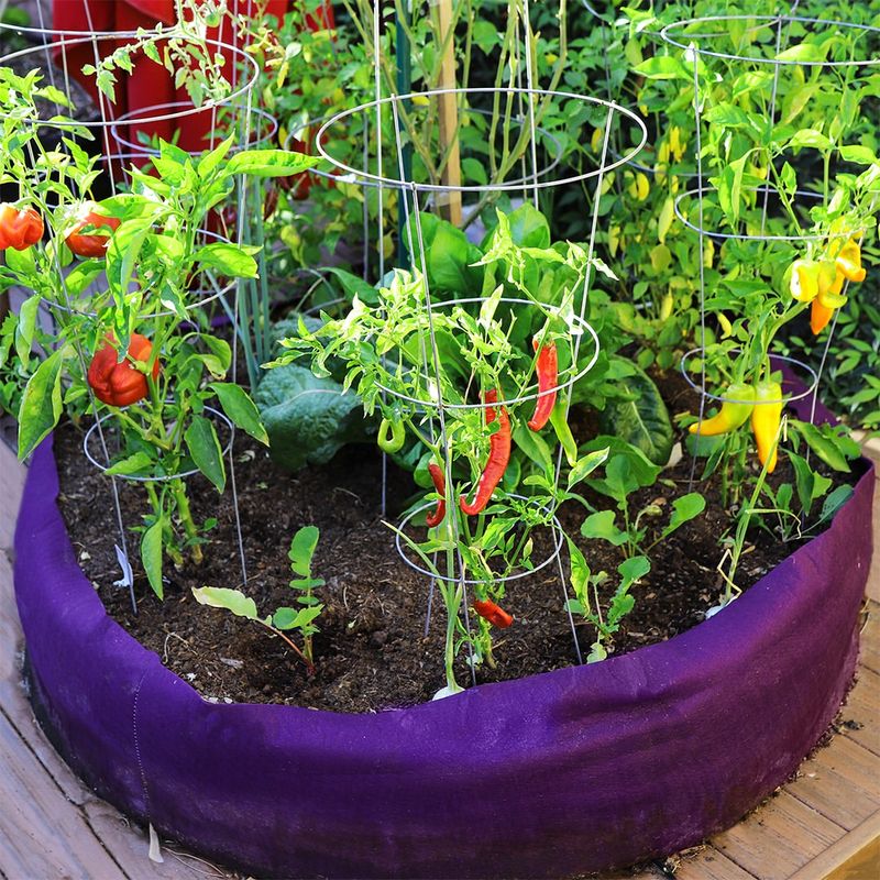 Peppers And Green Onions