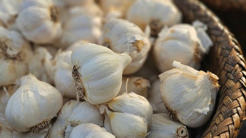 Garlic Grows Strong In Undisturbed Soil