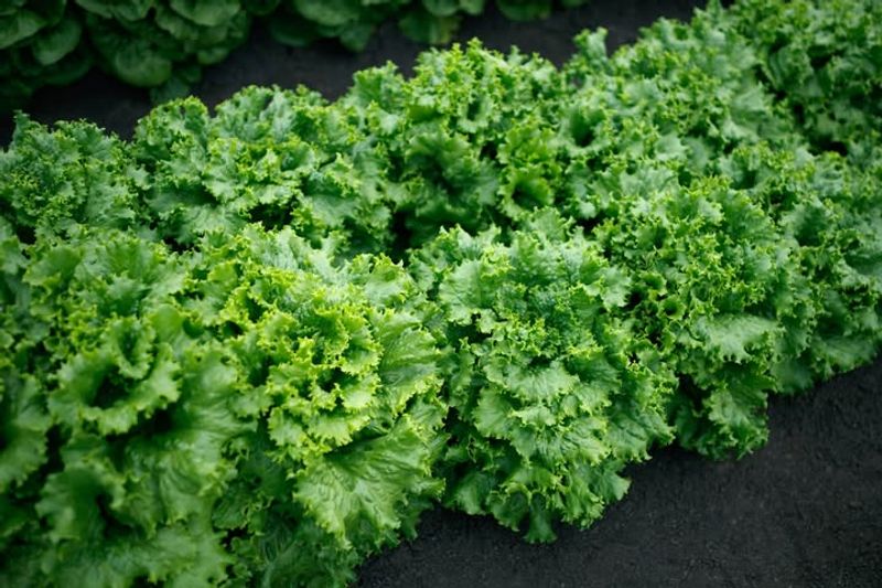 Lettuce (Lactuca Sativa)