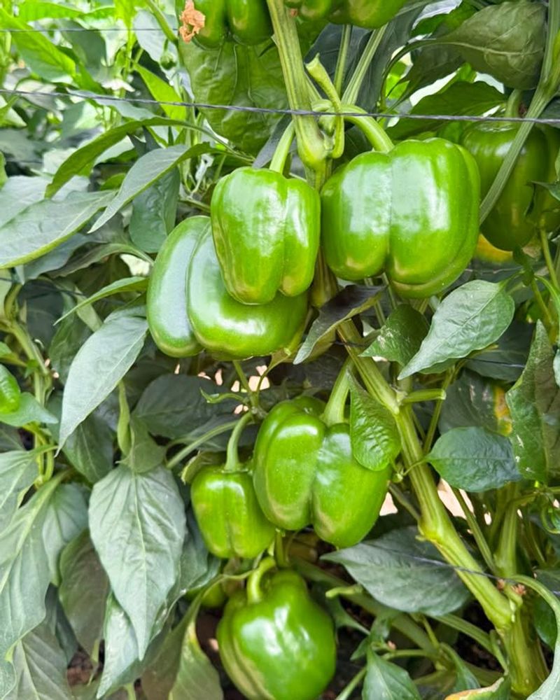 Peppers