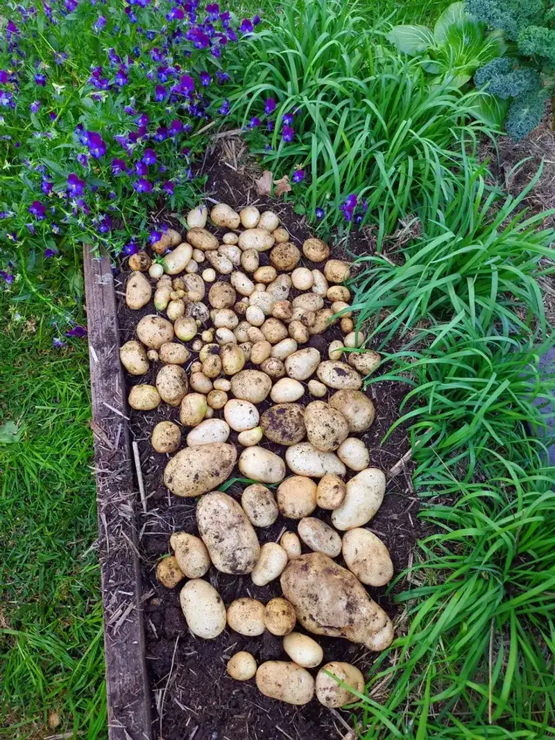 Potatoes
