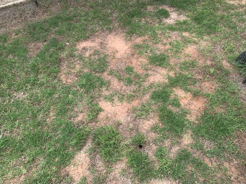 Big Empty Soil Patches Stand Out