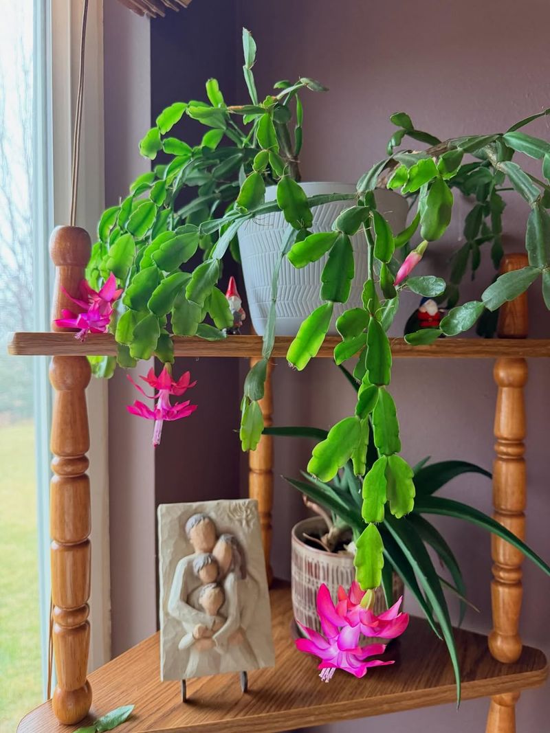 Not Enough Water During Dry Indoor Heating