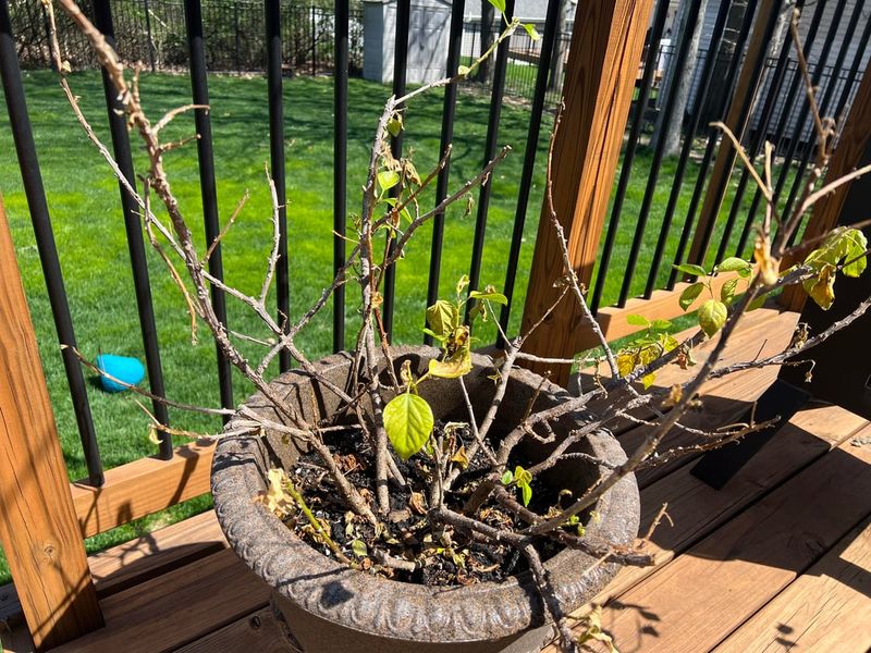 How Much Hibiscus You Should Cut Back