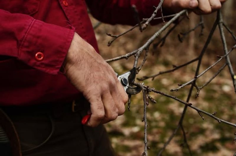 How Much To Prune Without Hurting Your Tree