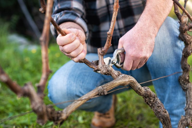 Common Pruning Mistakes To Avoid
