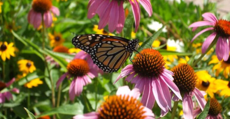 butterfly on purple coneflower