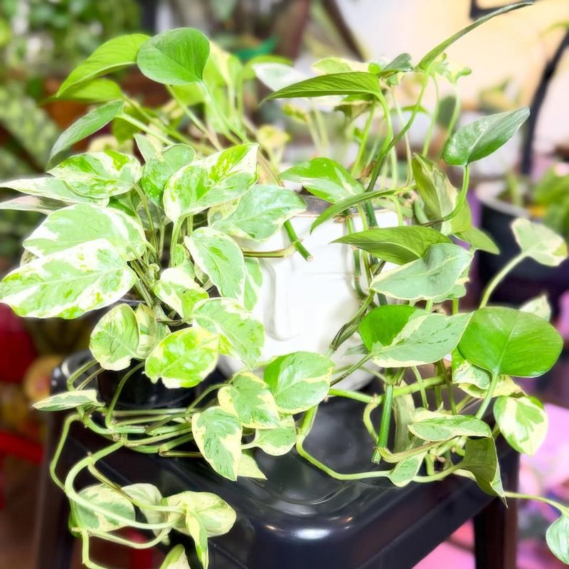 Pothos