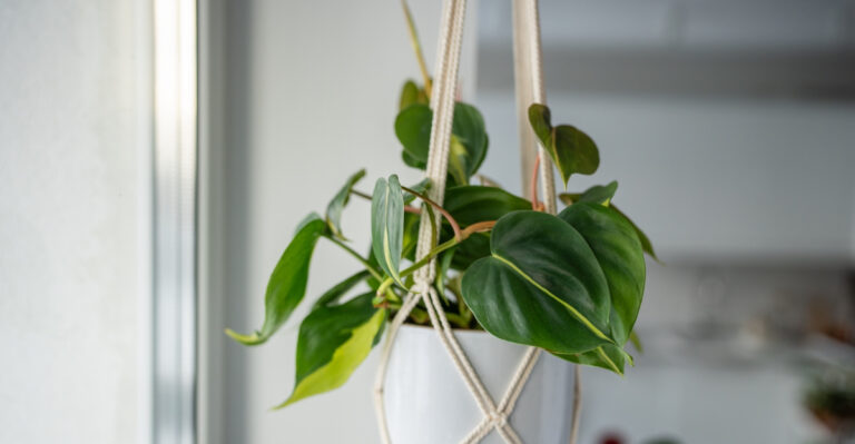 houseplant (featured image)